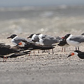 Black Skimmer and Laughing Gull, Goose Island State Park, Texas